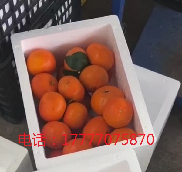 水果泡沫箱