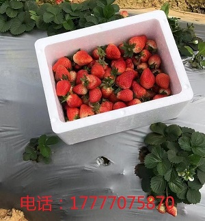 百色蔬菜泡沫箱定制