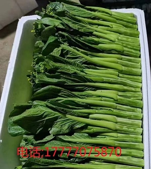 百色蔬菜泡沫箱厂家